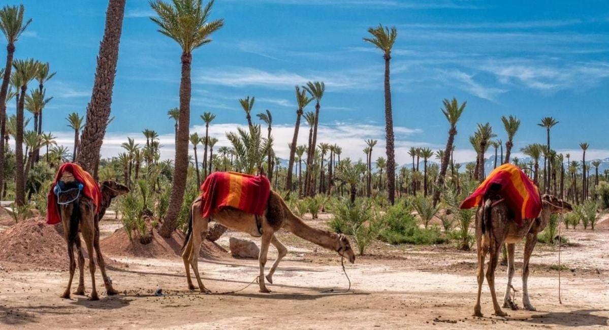 Your Traditional Marrakchi Villa Marrakesh Ngoại thất bức ảnh